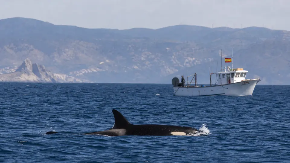 Tiroteada la orca matriarca del Estrecho