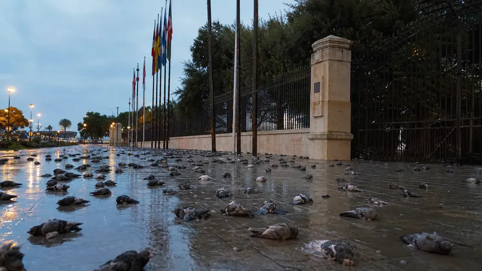 Cien palomas muertas en Tarragona